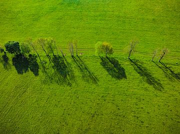 Trees in a row aerial view during springtime by Sjoerd van der Wal Photography