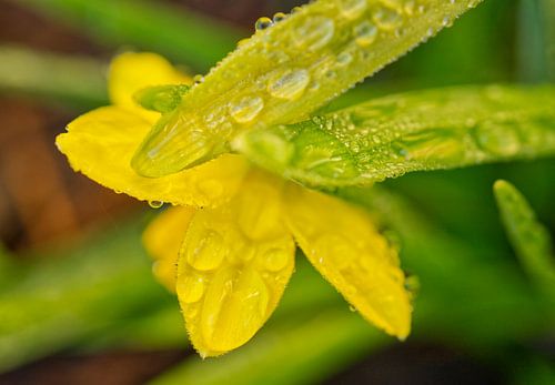Macro de dos d'une fleur de pissenlit avec rosée