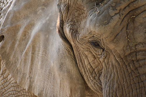 Olifant close up