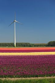 windmolen von hanny bosveld