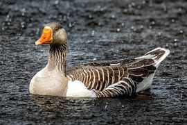 Grauwe Gans in de regen