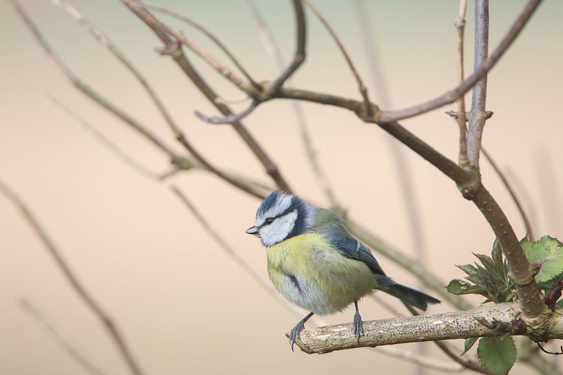 Blaumeise von cindy kuiphuis