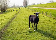 Frisch rasierte schwarze Schafe in niederländischer Landschaft von Ruud Morijn Miniaturansicht