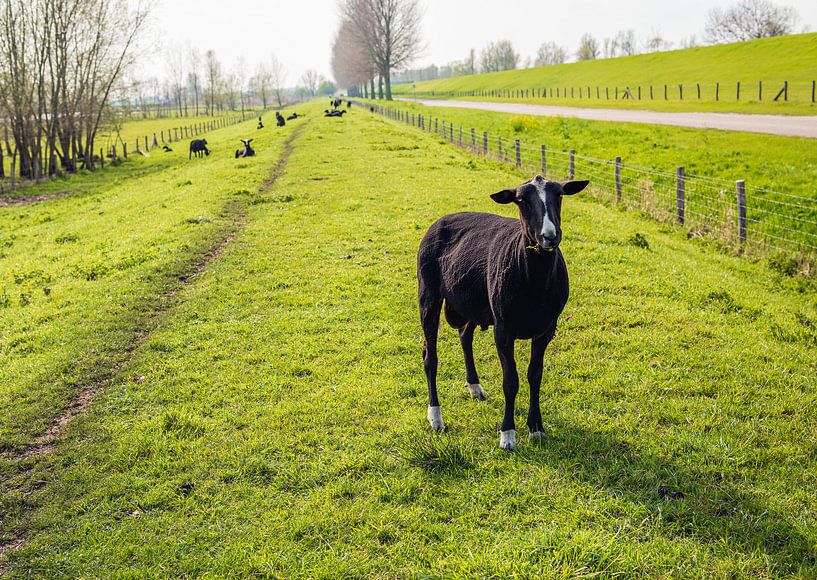 Frisch rasierte schwarze Schafe in niederländischer Landschaft von Ruud Morijn