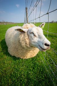 Schaap Lizz