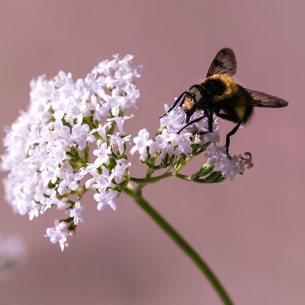 Witte bloem met een bezige bij par Lily Ploeg