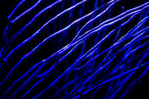 Blaue Koralle