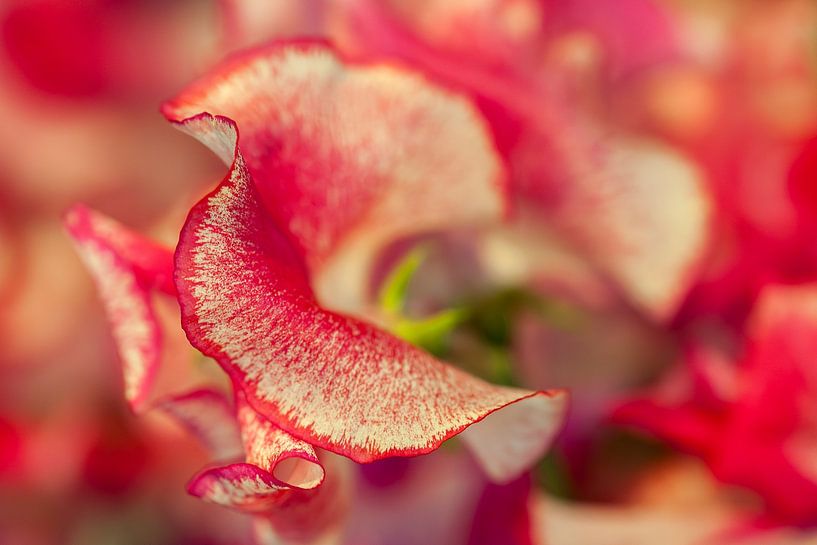 Lathyrus by Martien Janssen