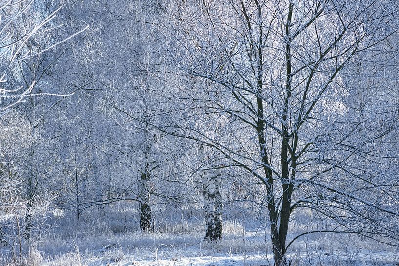 Winter landscape with birch trees covered with snow and frost by Martin Köbsch
