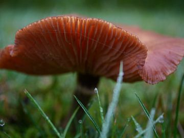 Bruine paddenstoel in het gras van Judith van Wijk