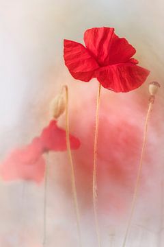 Lovely Poppy van Bob Daalder