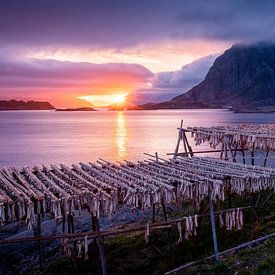 Soleil de minuit aux Lofoten, en Norvège sur Jelle Dobma