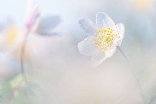 Bosanemoontjes in pasteltinten