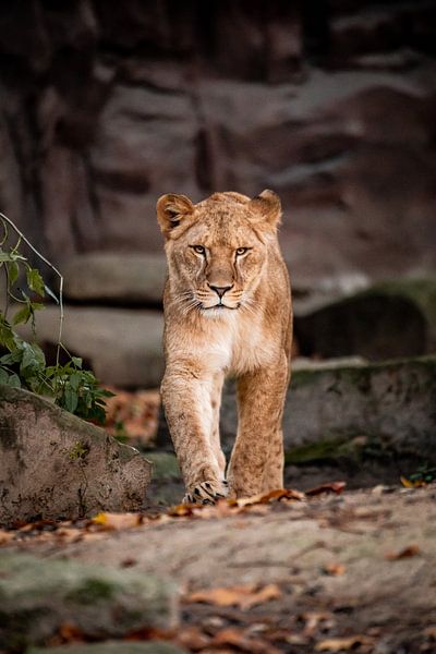 Lion on the move by Design Wall Arts
