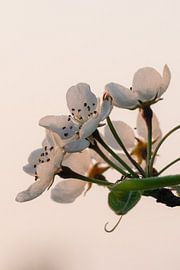 Dew on Spring Blossoms by Manon Huls