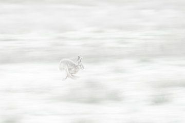 Move, move, move, make way, make way, I'm a running hare by Ina Bouhuijzen