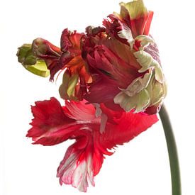 Parrots Tulip Estella Rijnveld bend by Anjo Kan
