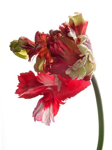 Parrots Tulip Estella Rijnveld bend