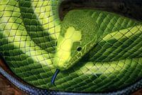 Snake with blue tongue