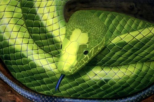 Serpent à la langue bleue