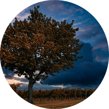 Wijngaarden met boom van Norman Krauß