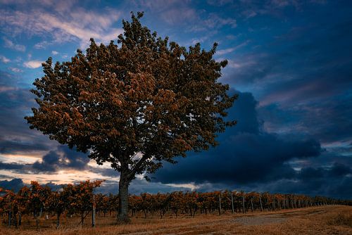 Vineyards with tree