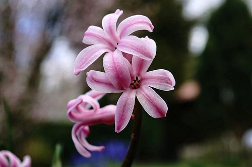 pink hyacinth