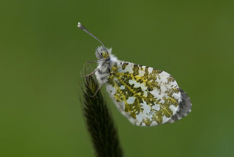 orange tip (female) by Franke de Jong
