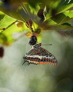 Papillon