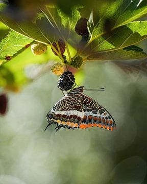 Butterfly by Tom Zwerver