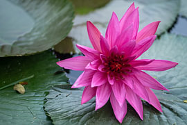 Vibrant Pink Water Lily on Lily Pads by cr8image