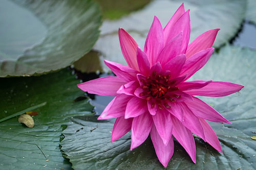 Leuchtend rosa Seerose auf Seerosenblättern