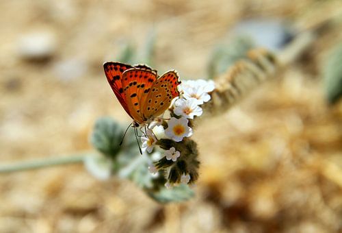 Oranje vrolijkheid 1