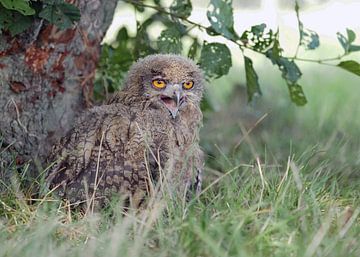 young eagle owl in the grass near a tree