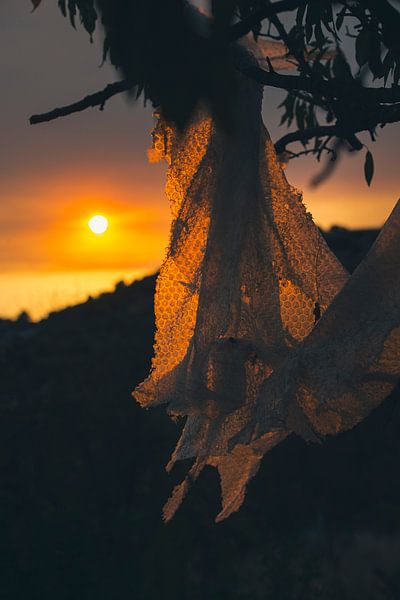 dromend van Harry Cathunter