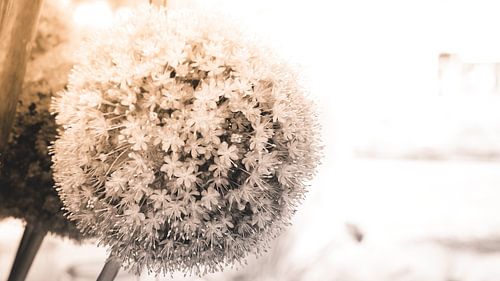 Weiße Blumen / Hochzeitskartenmotiv