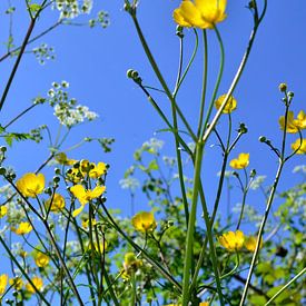 Spring air with wild flowers by Corinne Welp