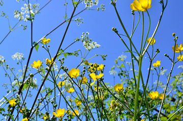 Spring air with wild flowers by Corinne Welp