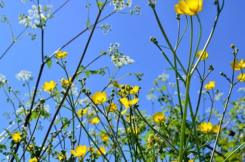 Lente lucht met wilde bloemen