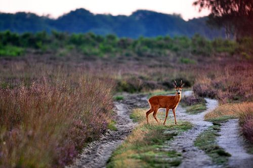 Ree op het pad
