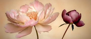 Pfingstrosen in sanften Farben von Poster Art Shop