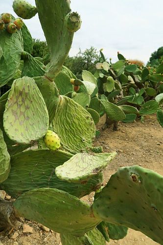 Pierce! Kaktusfeld von Denise van den Berg