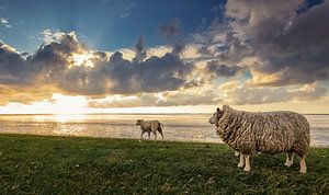 Moutons sur la digue des vasières sur Martijn van Dellen