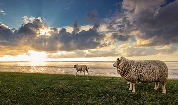 Sheep on the dike at the mudflats by Martijn van Dellen