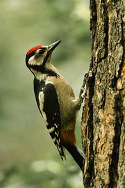 Great spotted woodpecker by Wouter van Twillert