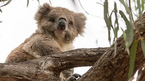 Koala auf Raymond Island, Australien von Chris van Kan