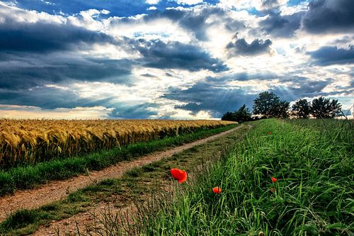 Poppy in the roadside