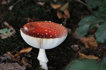 paddenstoel van Ilona Beekman