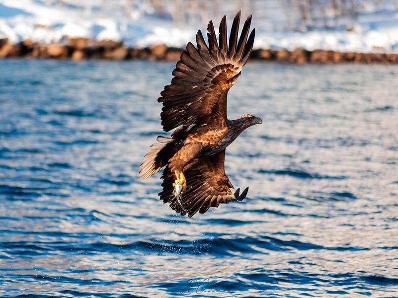 White-tailed eagle (Haliaeetus albicilla) by Ken Costers