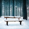 Bankje in winterbos van rosstek ®